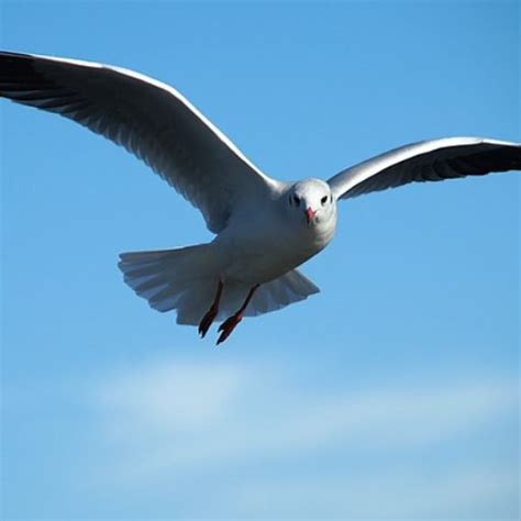 QU Birdhunter is getting a huge update! Complete this survey.